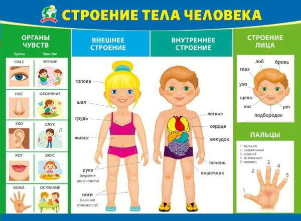 Плакат "Строение тела человека" 070.970